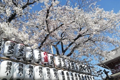 Hoogtepunten van Cherry Blossom, Asakusa, Ueno & Meiji-schrijn
