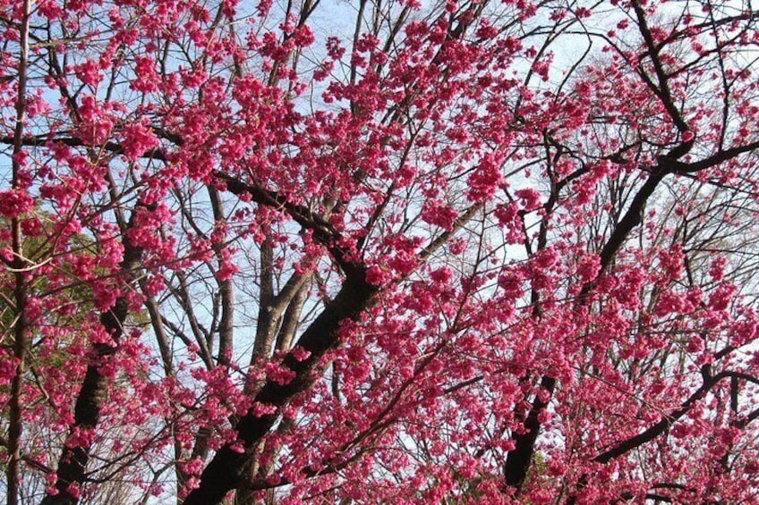 Cherry Blossom highlights, Asakusa, Ueno & Meiji shrine