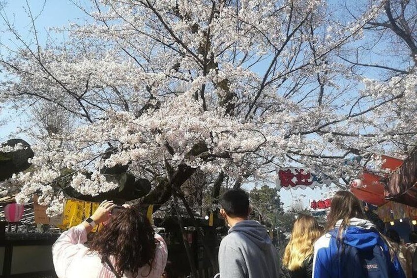 Cherry Blossom highlights, Asakusa, Ueno & Meiji shrine