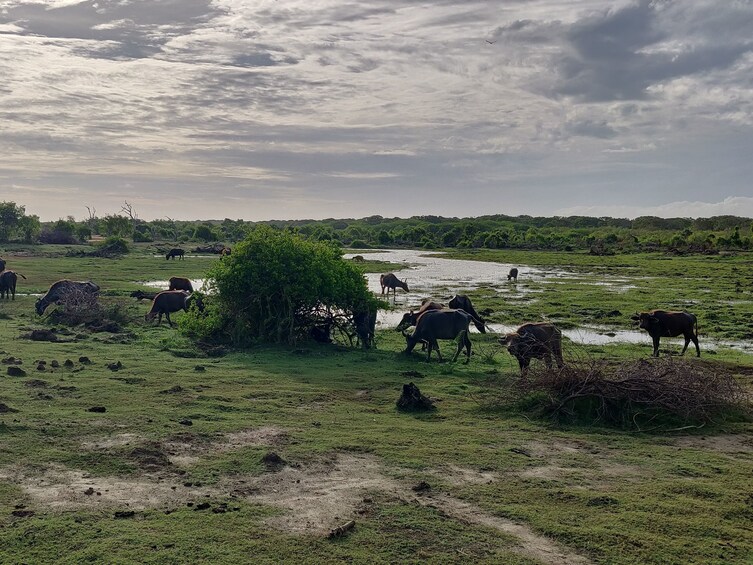 Show item 1 of 6. Bundala National Park Safari from Unawatuna