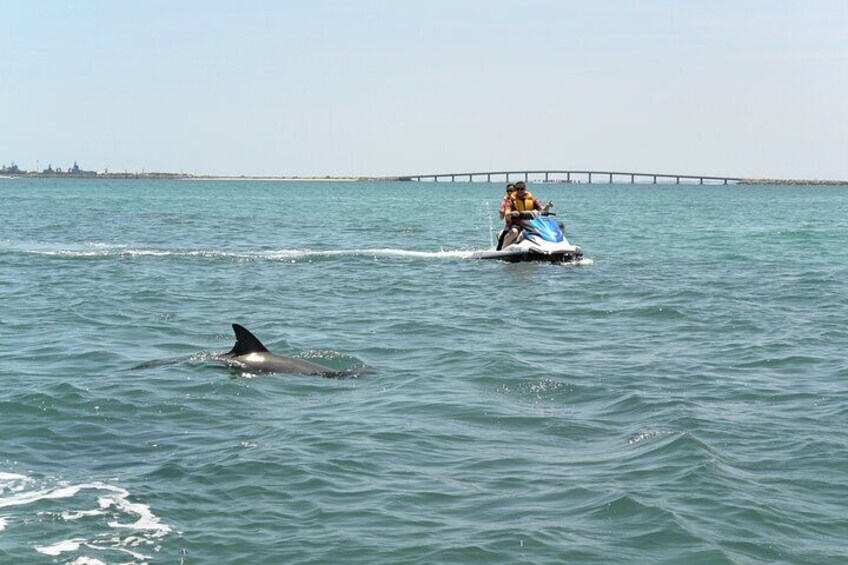 Eco Jet Ski Tour at Shoalwater Islands Marine Park 