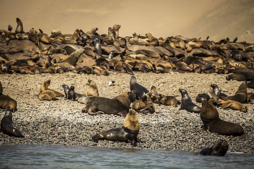 2-Day Nazca Lines and Ballestas Islands from Lima