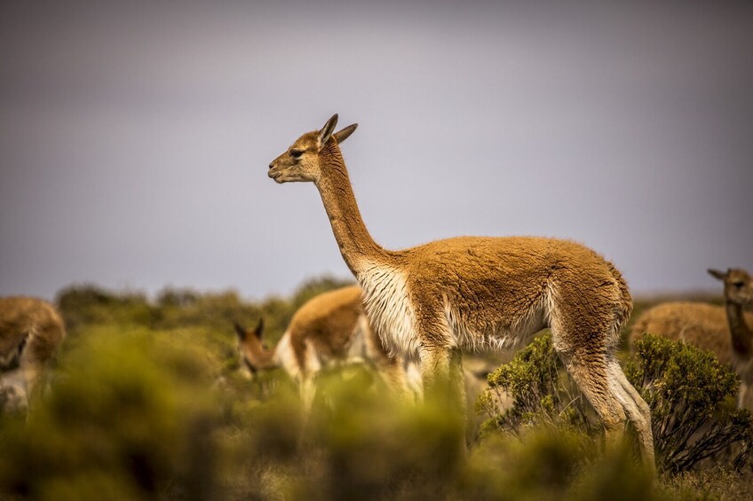 2-Day Colca Valley Tour