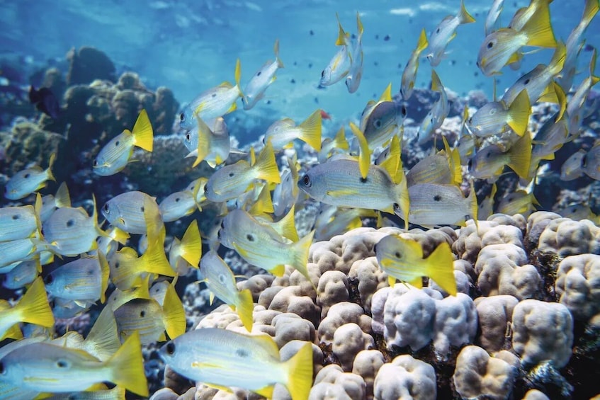 Tip Top Catamaran Snorkeling Tour with Lunch 