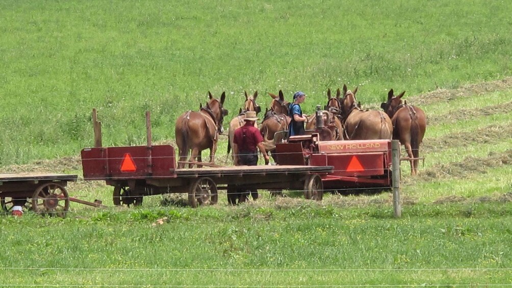 Show item 5 of 5. Amish farmer with horses plowing a field in Lancaster