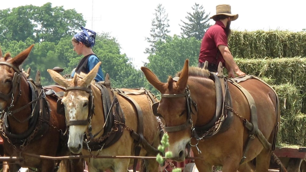 Show item 2 of 5. Amish man and woman with horses pulling bales of hay in Lancaster