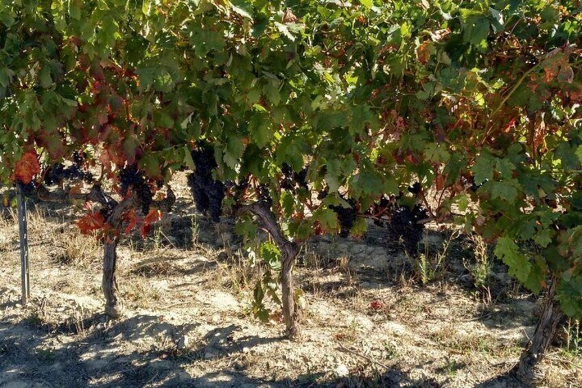 Wineyard Rioja Alavesa 