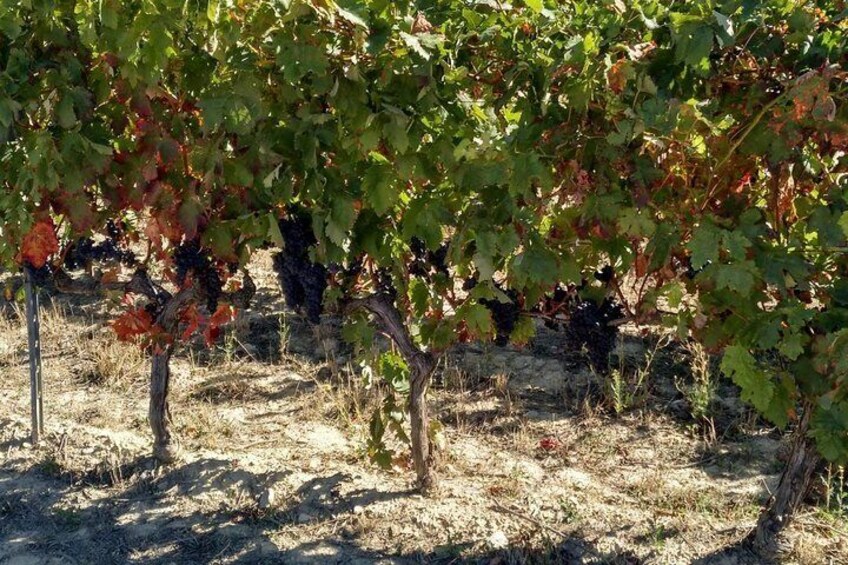 Wineyard Rioja Alavesa