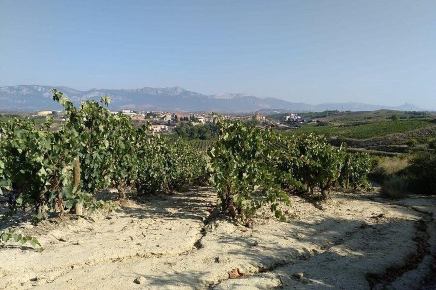 La Rioja Alavesa wine region