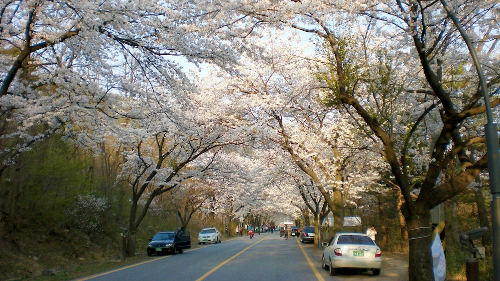 Road lined with blossoming cherry trees