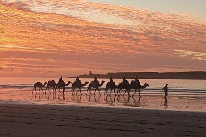 3 hours ride on camel at sunset