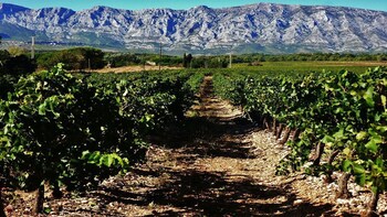 Coteaux d’Aix - Ste Victoire Wine Tasting Tour - 8h
