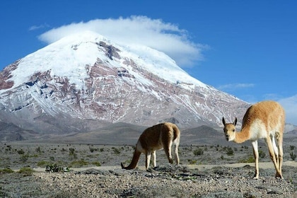 Chimborazo Volcano | Tours | Trekking | Vicuñas Area