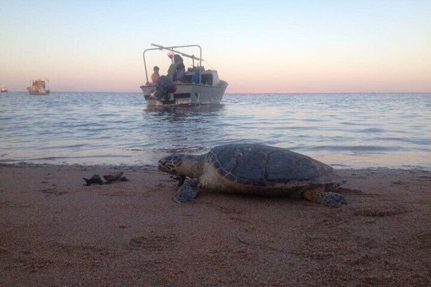 Excursion to the White Island & Ras Mohammed National Park from Sharm El Sheikh