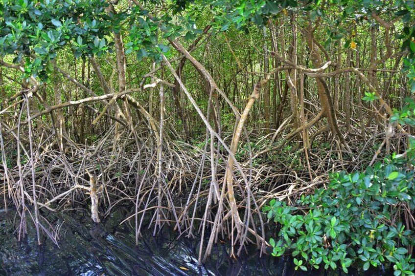 Mangrove of Génipa