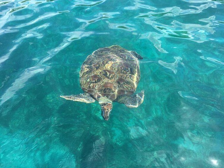 Green turtles