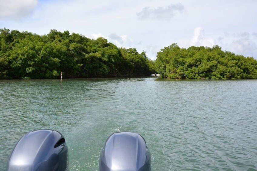 Mangrove mouth