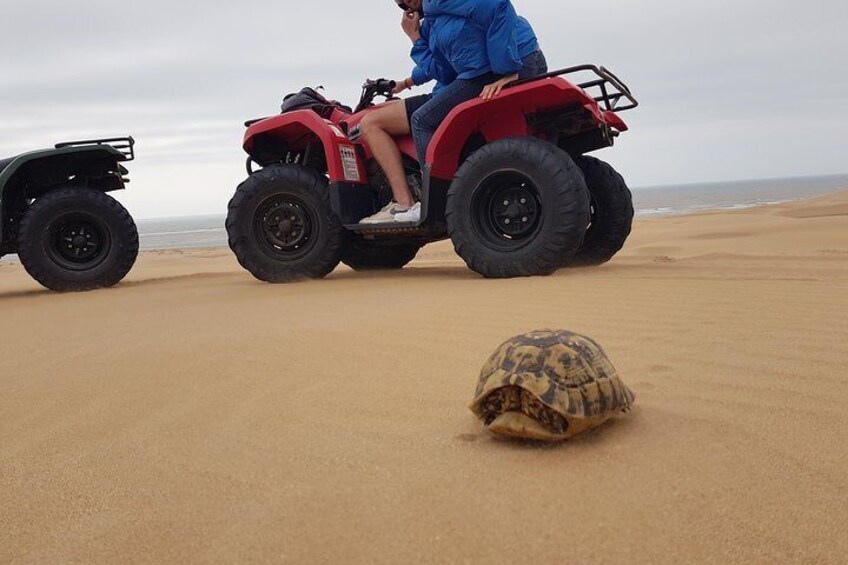 Essaouira: Quad 2-hour ride