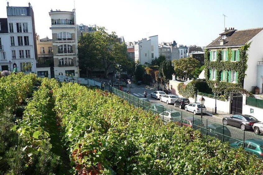 Vineyard of Montmartre