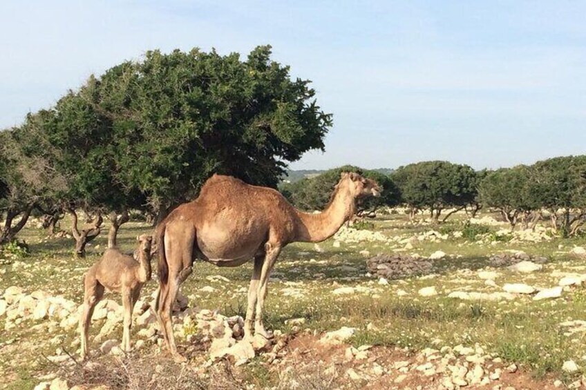 Walk to the cascade and marabout of Sidi Mbark & for a tea to Kaouki.