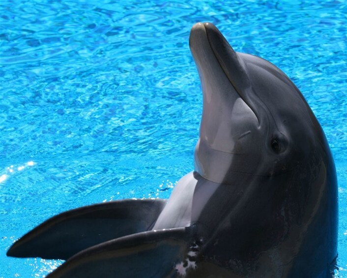 Show item 1 of 10. Swimming with Dolphins at Malta Marine Park