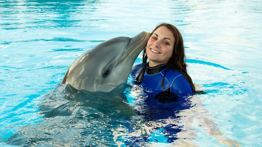 Schwimmen Mit Delfinen Im Malta Marine Park