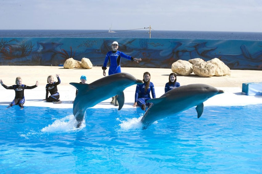 Schwimmen Mit Delfinen Im Malta Marine Park