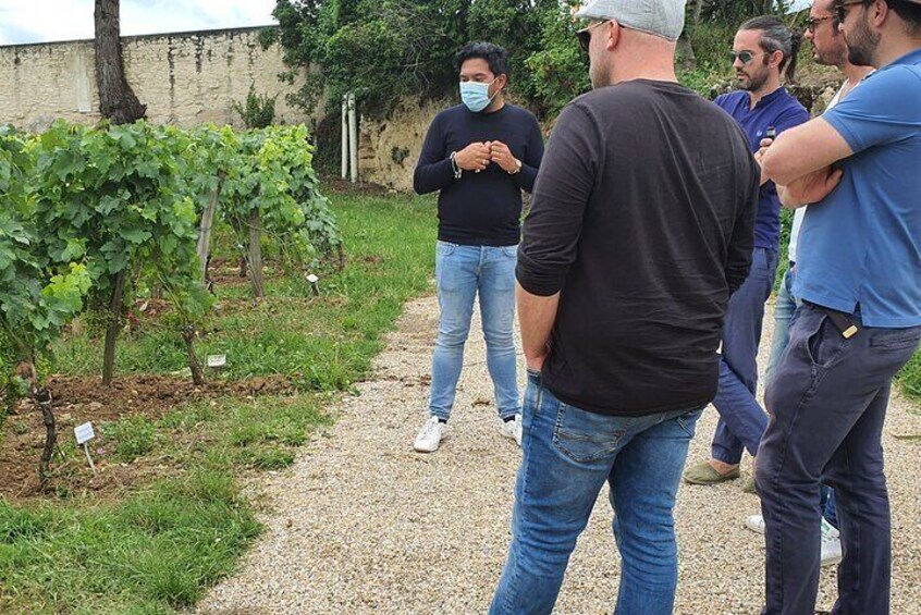 Bordeaux Wine Day Tour Saint Emilion