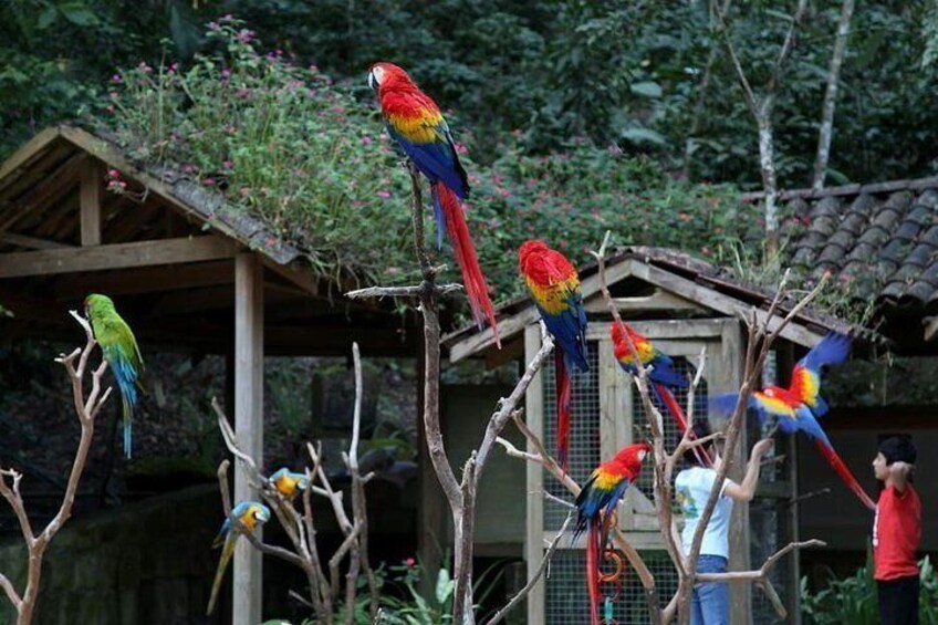 Copan Bird Park