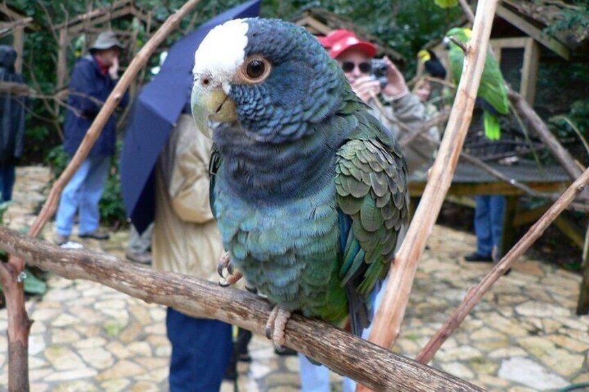 Copan Bird Park
