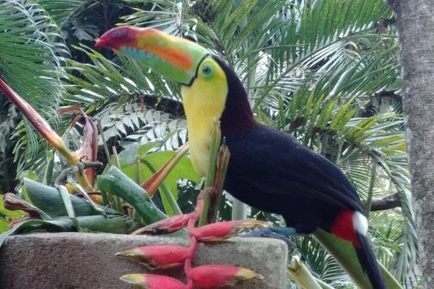 Copan Bird Park