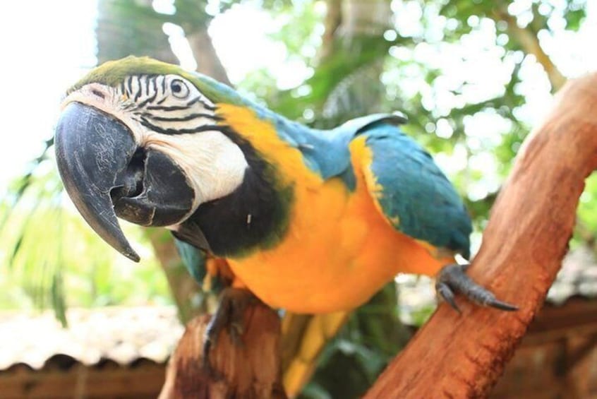 Copan Bird Park