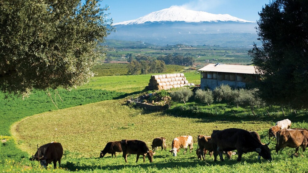 Herd of cattle on a farm with Mount Etna in the distance in Sicily