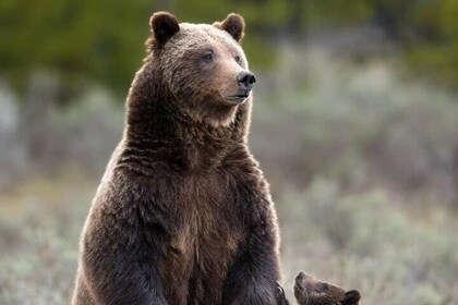 Private Two-Day Tour of Yellowstone National Park