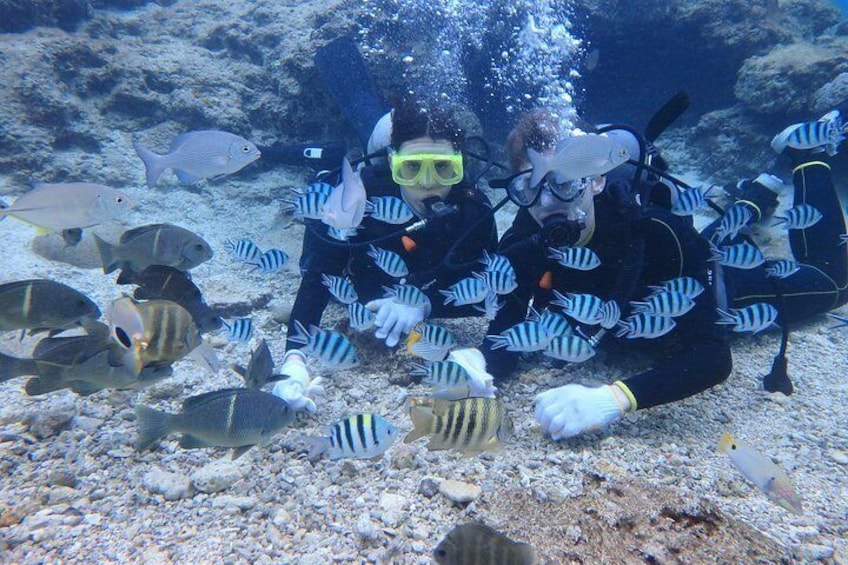 Blue cave experience diving! 【Okinawa Prefecture】 Feeding & photo images free! English, Chinese, Korean guide available! 1 group with a dedicated instructor ☆