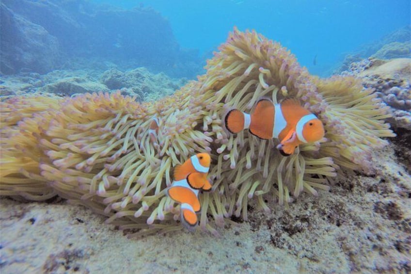 Blue cave experience diving! 【Okinawa Prefecture】 Feeding & photo images free! English, Chinese, Korean guide available! 1 group with a dedicated instructor ☆