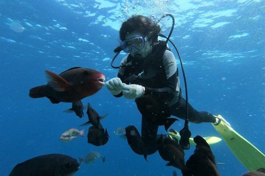 Blue cave experience diving! 【Okinawa Prefecture】 Feeding & photo images free! English, Chinese, Korean guide available! 1 group with a dedicated instructor ☆