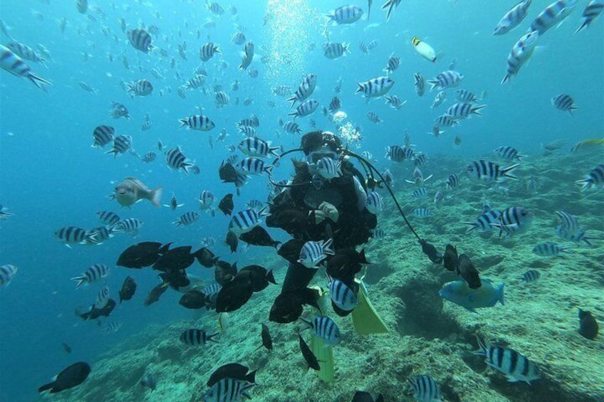 Blue cave experience diving! 【Okinawa Prefecture】 Feeding & photo images free! English, Chinese, Korean guide available! 1 group with a dedicated instructor ☆