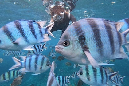 Popular blue cave snorkel! [Okinawa Prefecture] Feeding & photo image free!...