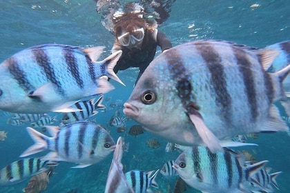 流行的蓝洞浮潜！ [冲绳县]喂食和照片免费！提供英文、中文导游！