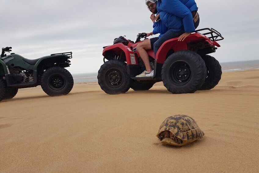 Excursion / 1H in Quad + 1H Camel ride on Essaouira beach