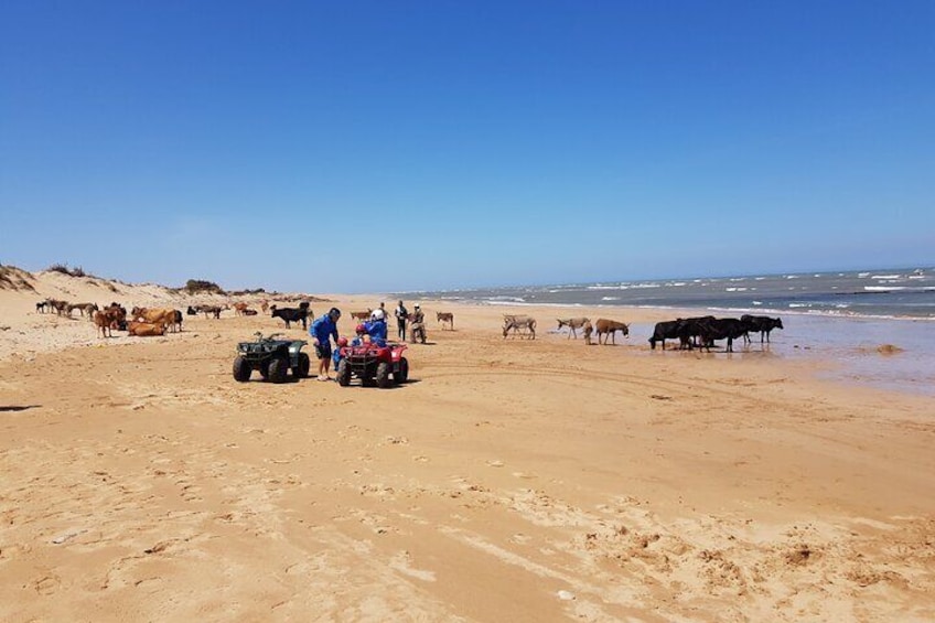 Excursion / 1H in Quad + 1H Camel ride on Essaouira beach