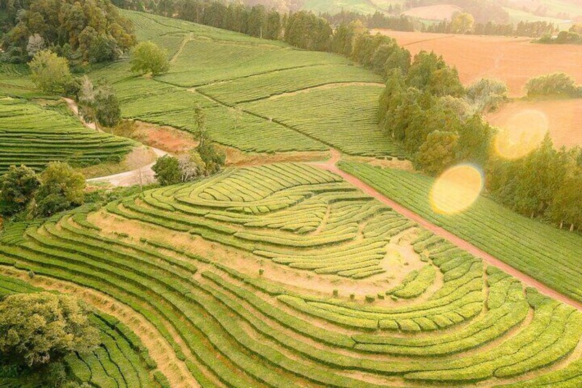 Gorreana Tea Plantations