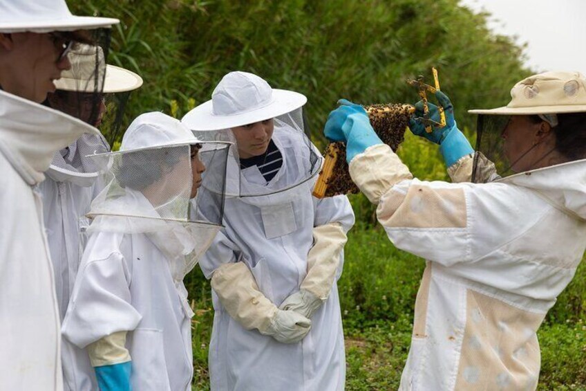 Guided tour of the apiary