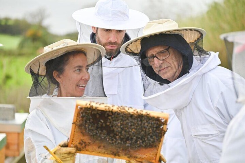 Guided tour of the apiary