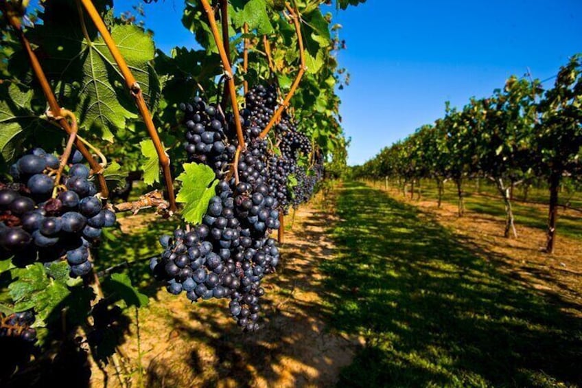 1-Day tour to Aragatsotn Wine region and Wine Route. 