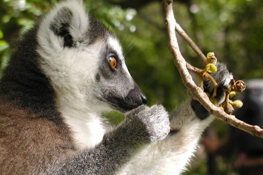 Ring-tailed Lemur