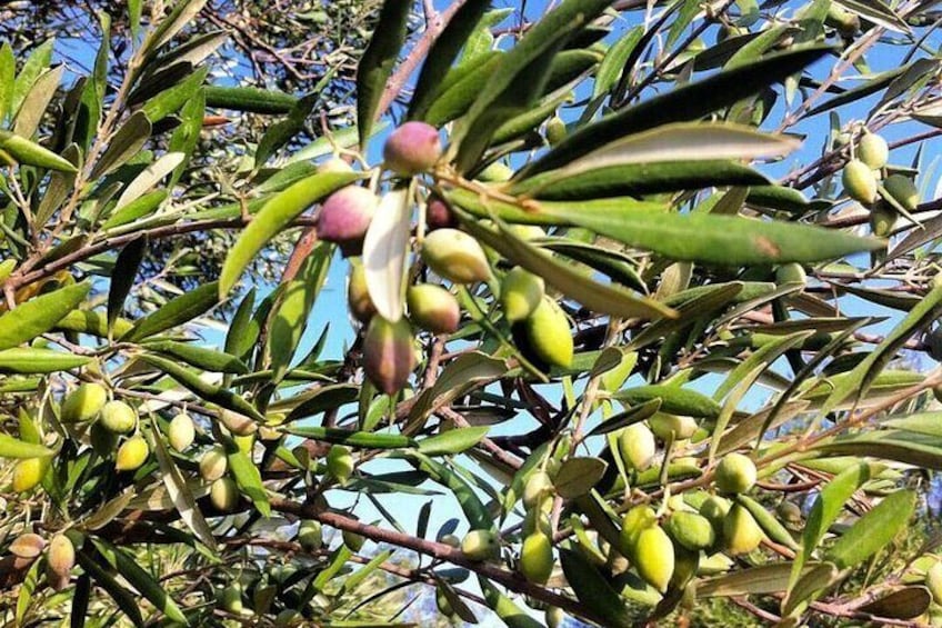 Small Group Olive Oil, Cretan Wine, Raki and Local Meze Tour