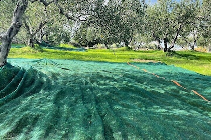 Crète : olive, vin, raki - Voyage culinaire savoureux