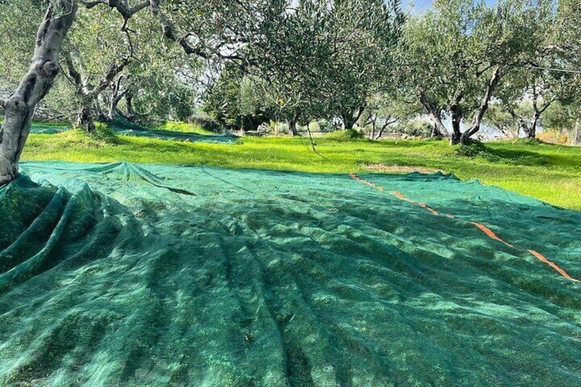 Small Group Olive Oil, Cretan Wine, Raki and Local Meze Tour